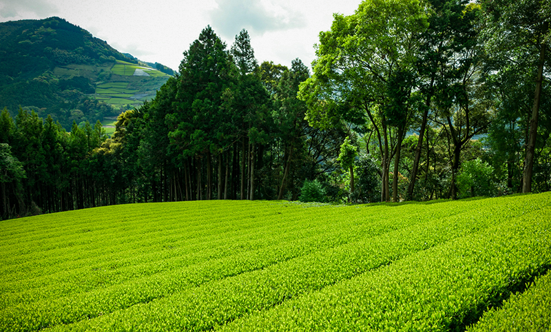 From Leaf to Cup: How Matcha is Harvested